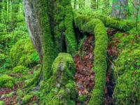 Bemooste Wurzel umschließt bemoosten Stein